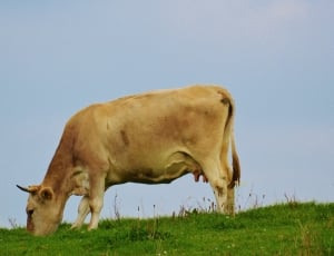 brown cattle eating on grass during daytime thumbnail