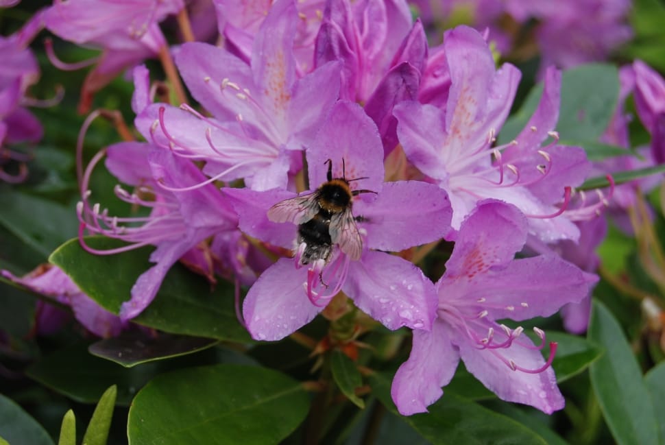 Rhododendron, Bee, Insect, Flower, insect, one animal preview