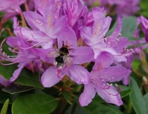 Rhododendron, Bee, Insect, Flower, insect, one animal thumbnail