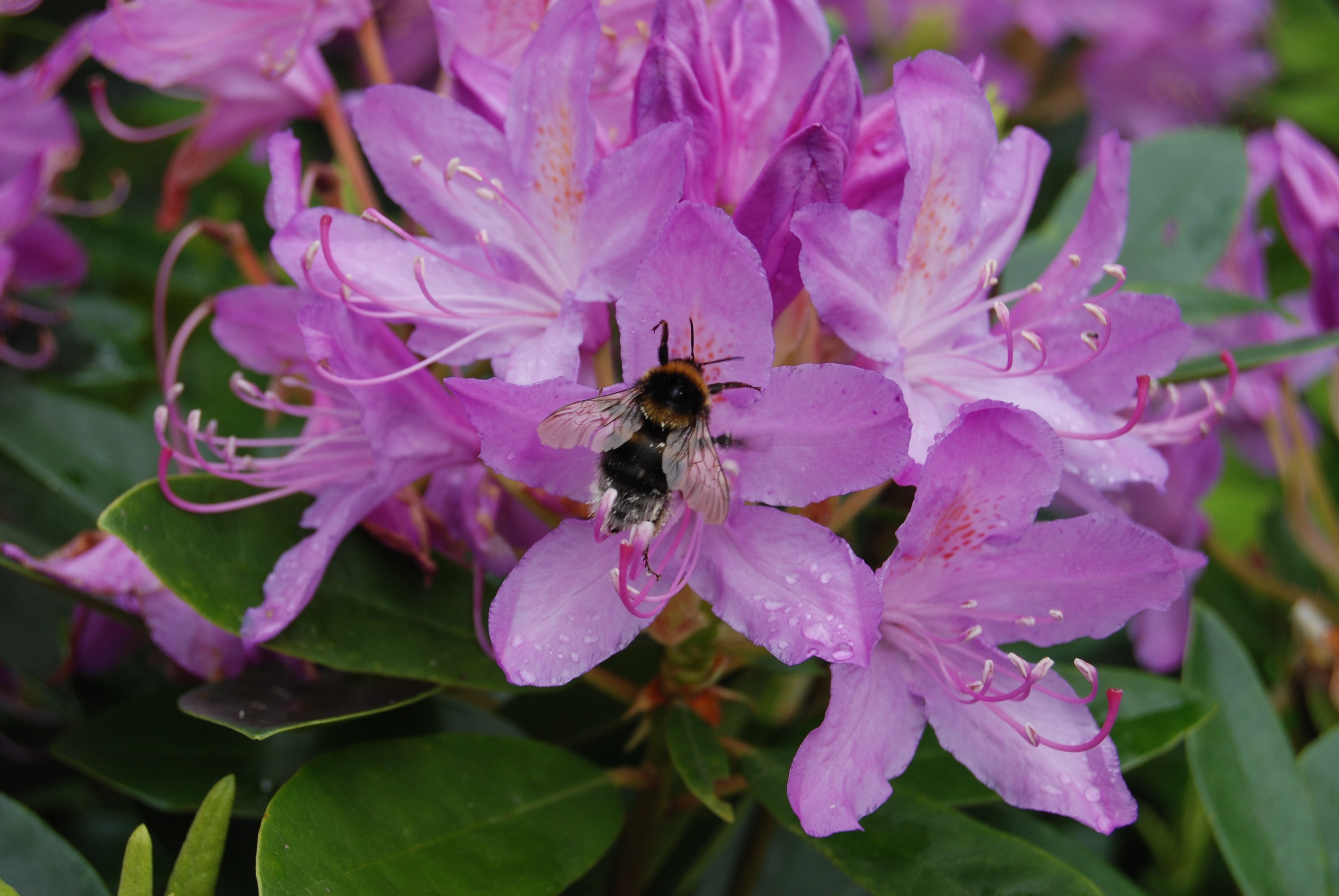 Rhododendron, Bee, Insect, Flower, insect, one animal