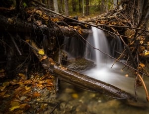 stream, water, green, trees, water, forest thumbnail
