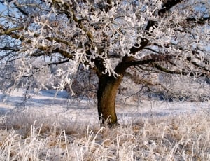 ice glazed tree thumbnail
