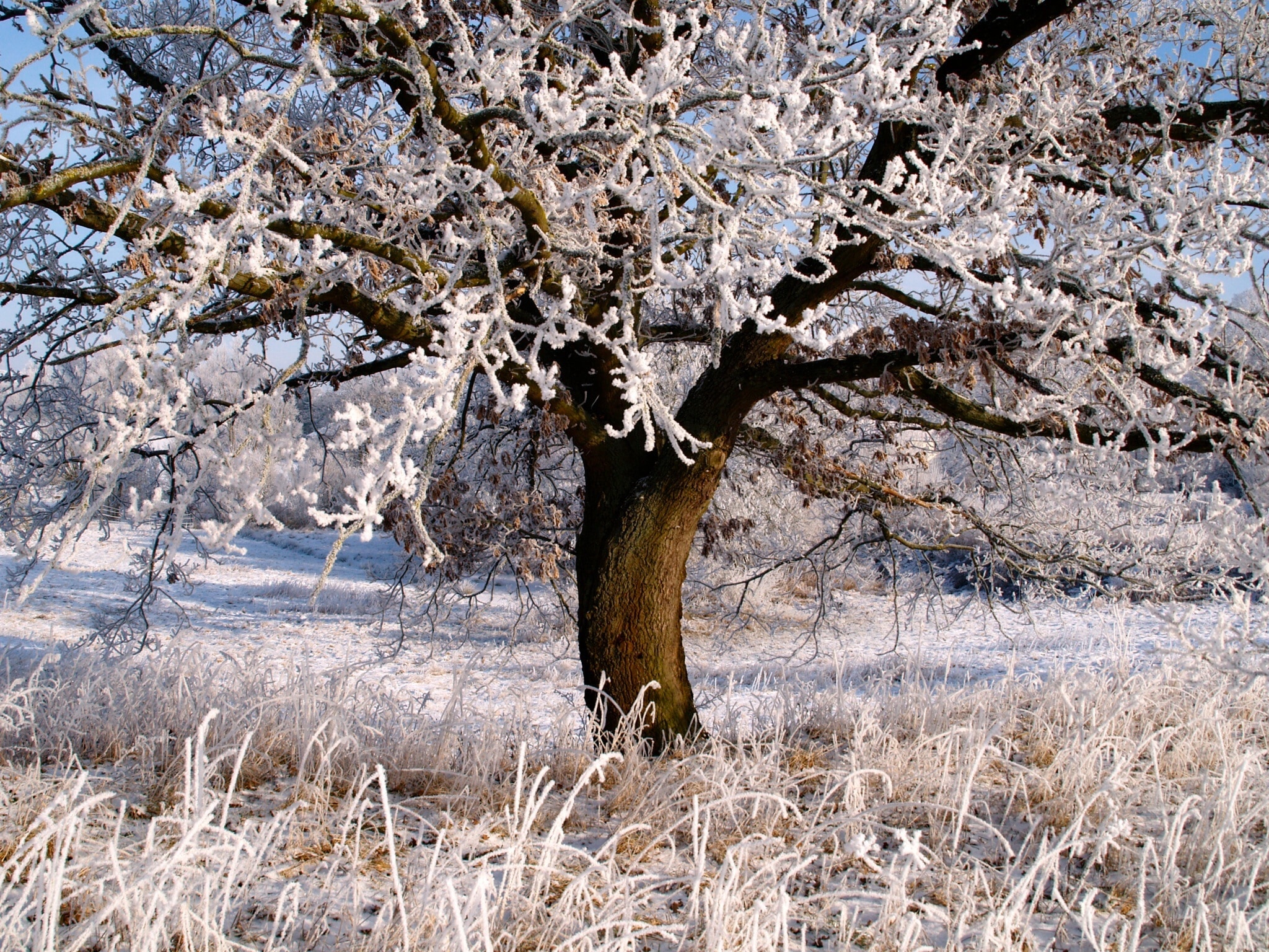 ice glazed tree