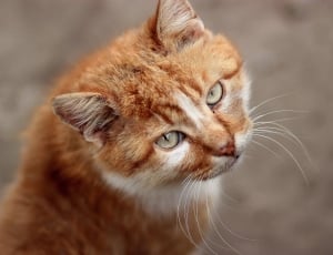 orange short fur cat thumbnail