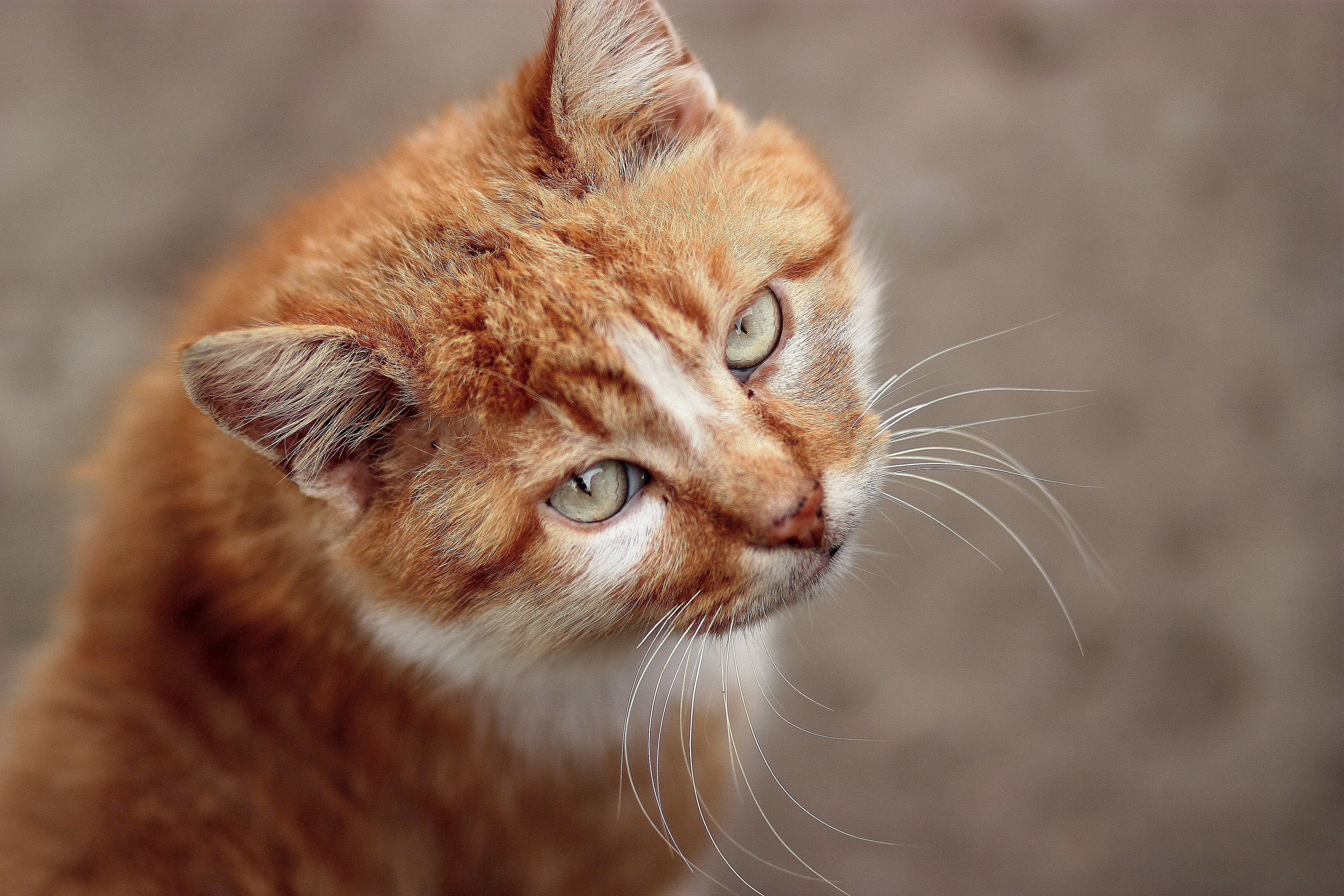 orange short fur cat
