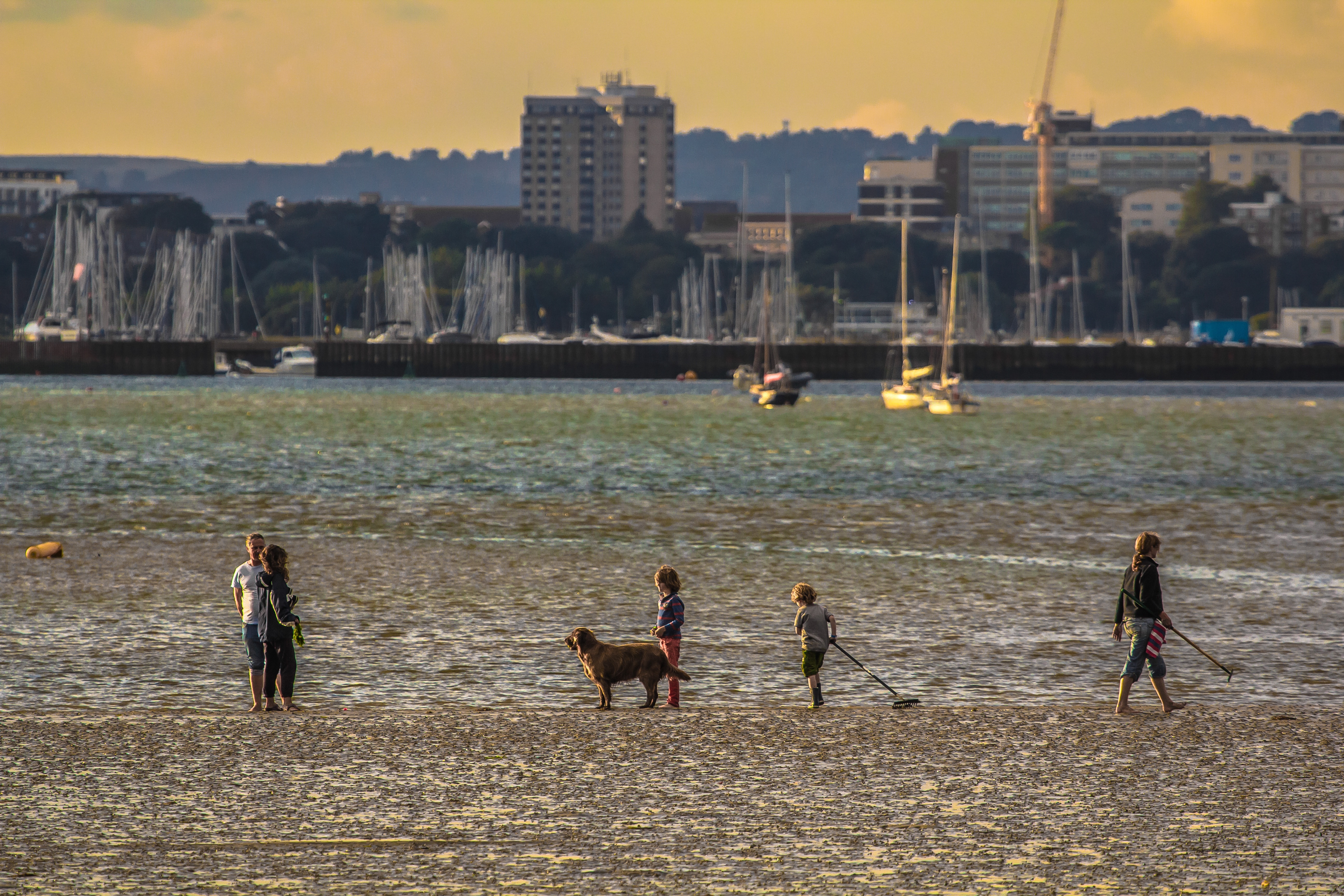children and dark golden retriever walking beside shore during sunset