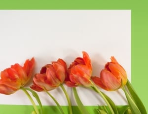 Text Box, Tulips, Nature, Spring, flower, freshness thumbnail