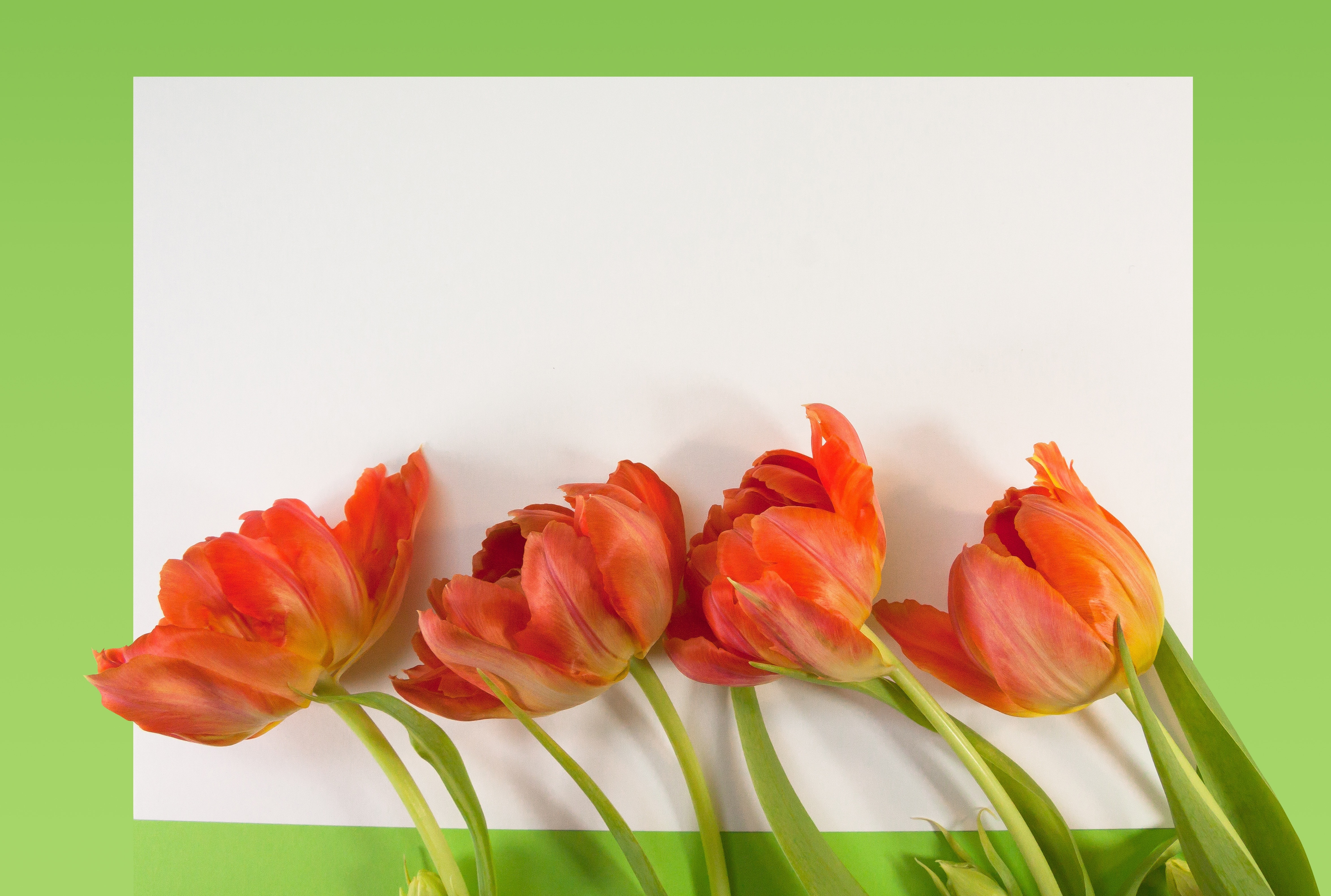 Text Box, Tulips, Nature, Spring, flower, freshness