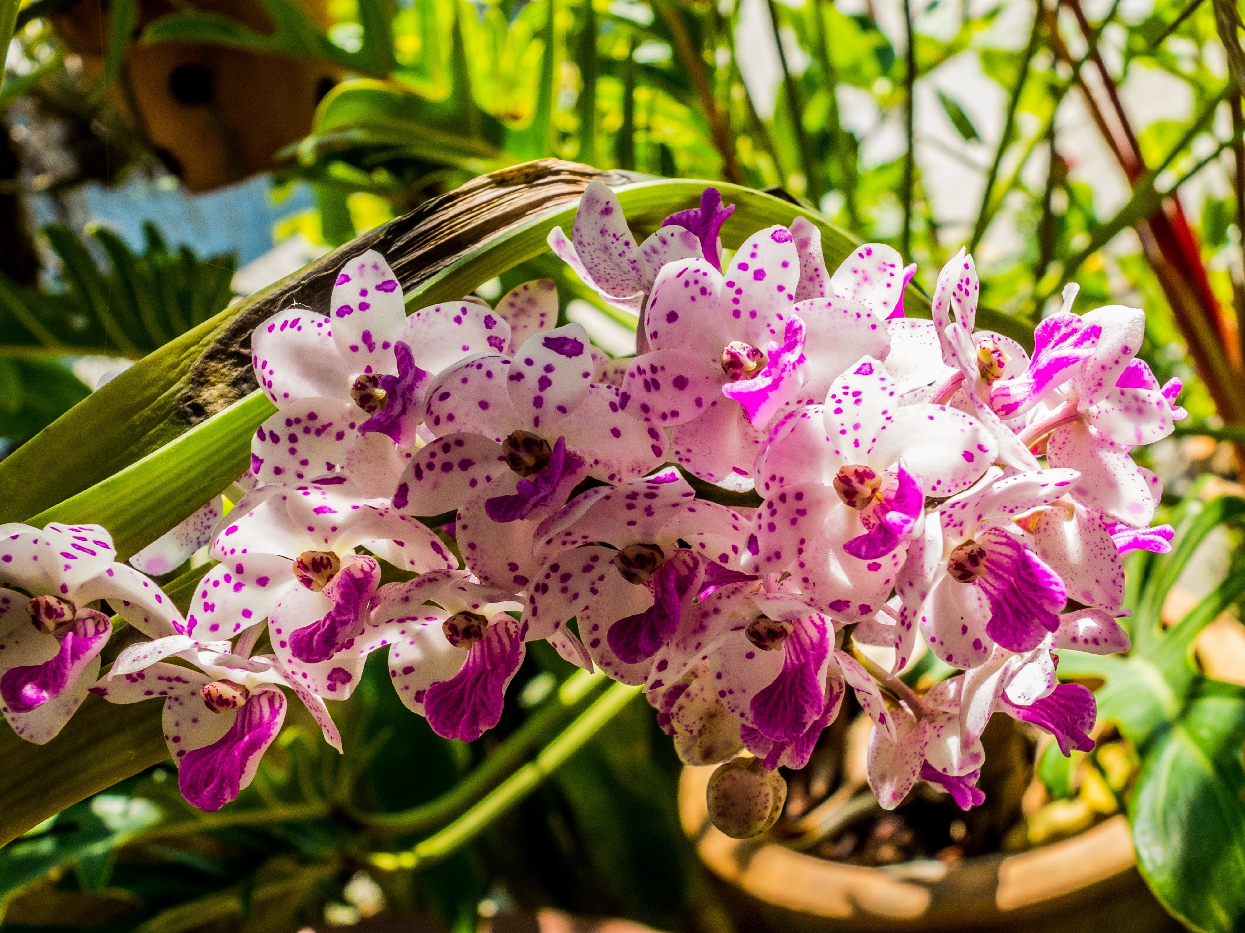 Flowers orchids. Фаленопсис Миа. Фаленопсис tiny Melissa. Фаленопсис Альбуфера. Фаленопсис Калипсо.