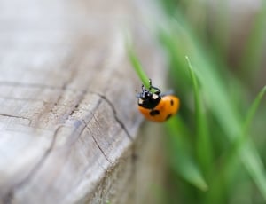 orange and black bees on leaf thumbnail