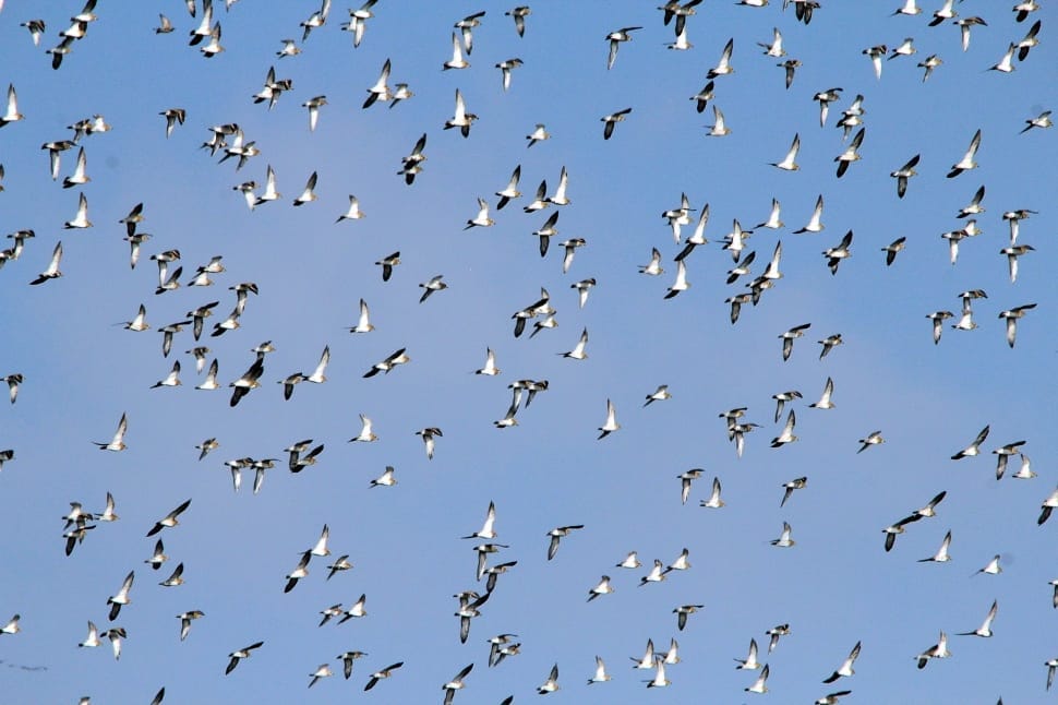 flock of white birds preview