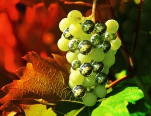 Digitally Altered, Grapes, Photoshop, close-up, green color thumbnail
