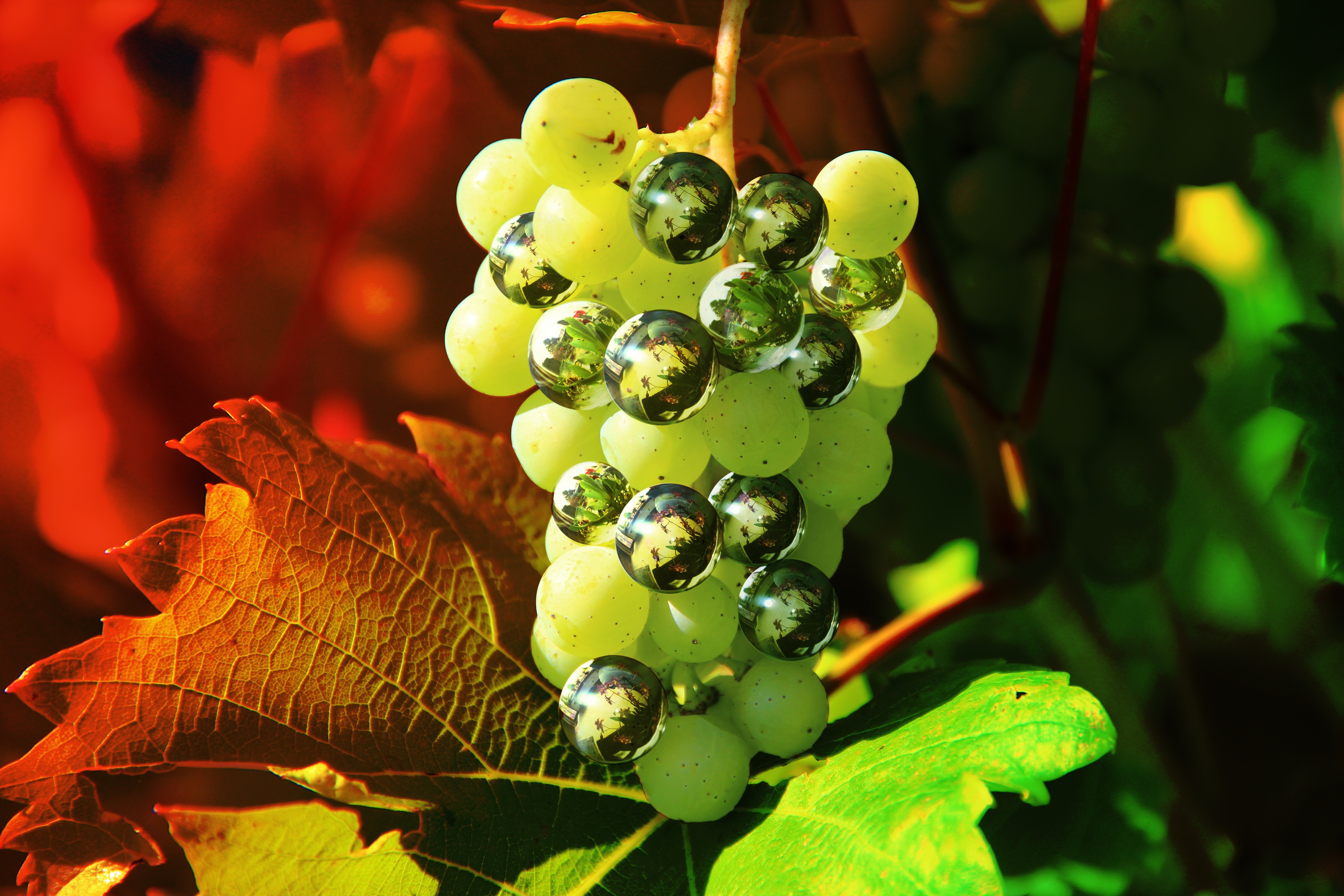 Digitally Altered, Grapes, Photoshop, close-up, green color