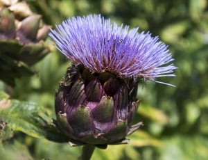 Artichoke, Flower, Purple, Nature, Bloom, flower, purple thumbnail