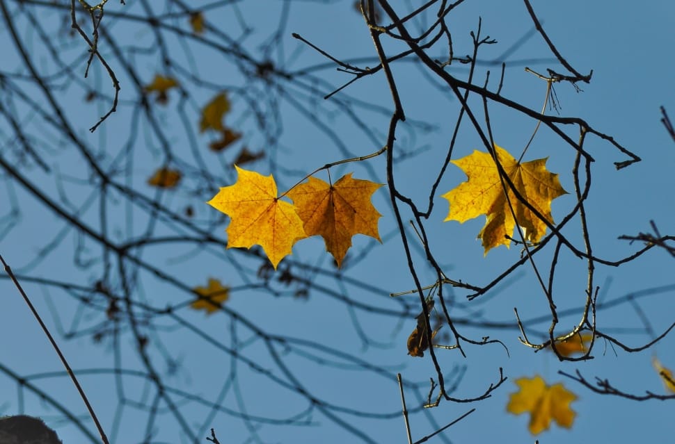 yellow leaf in stems daytime photography preview