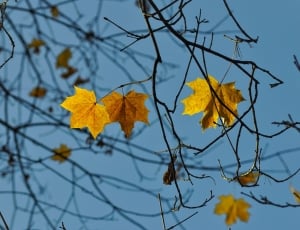 yellow leaf in stems daytime photography thumbnail