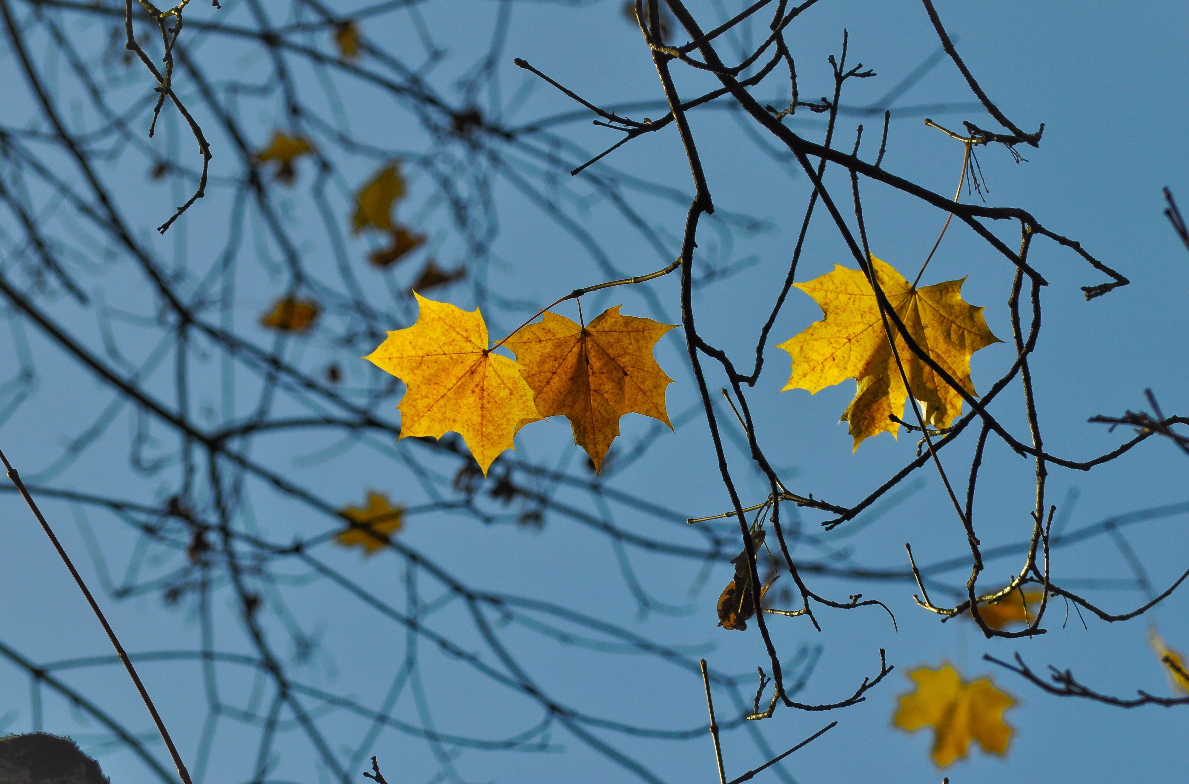 yellow leaf in stems daytime photography