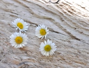 4 white cluster flowers thumbnail