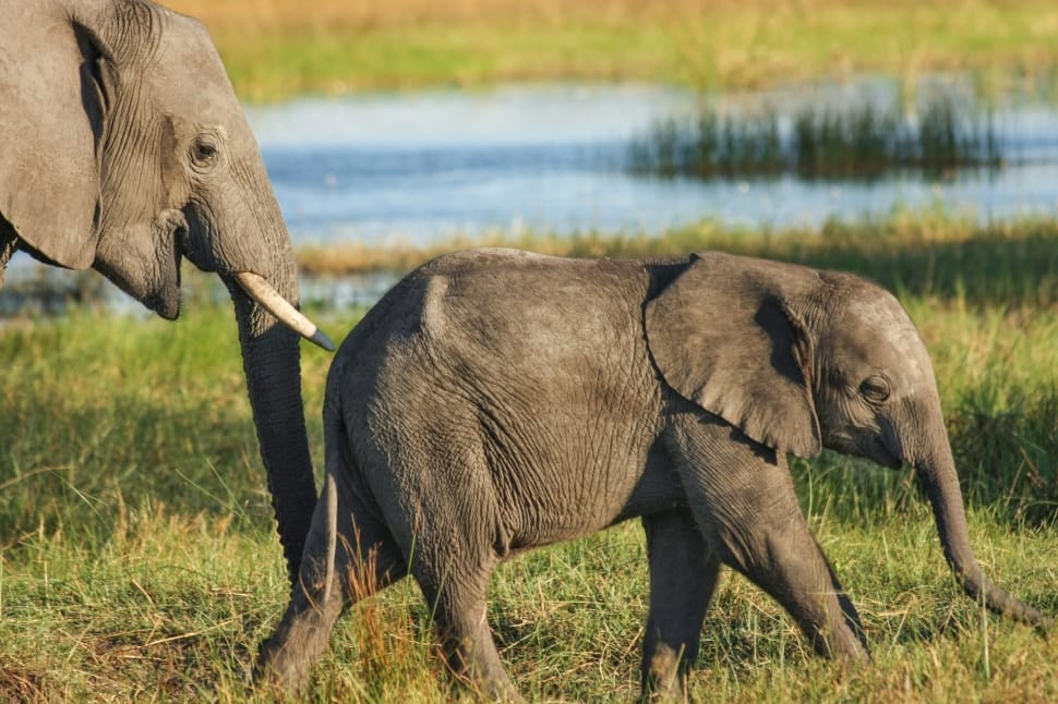 Elephant, Safari, Wilderness, animals in the wild, animal wildlife preview