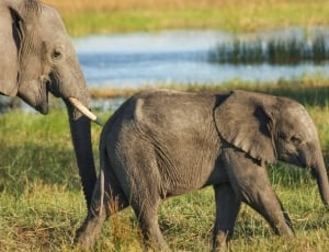 Elephant, Safari, Wilderness, animals in the wild, animal wildlife thumbnail