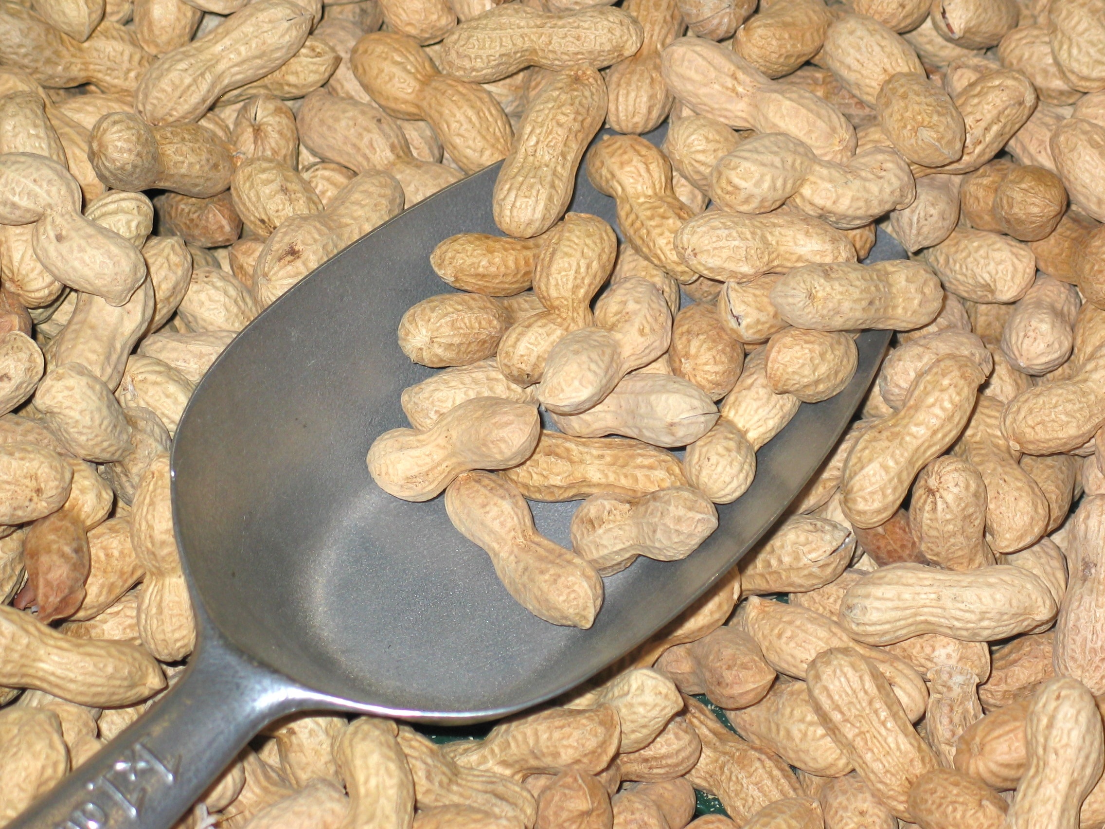 beige peanuts