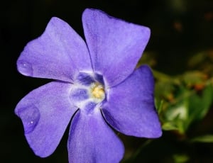 purple petal flower shallow focus thumbnail