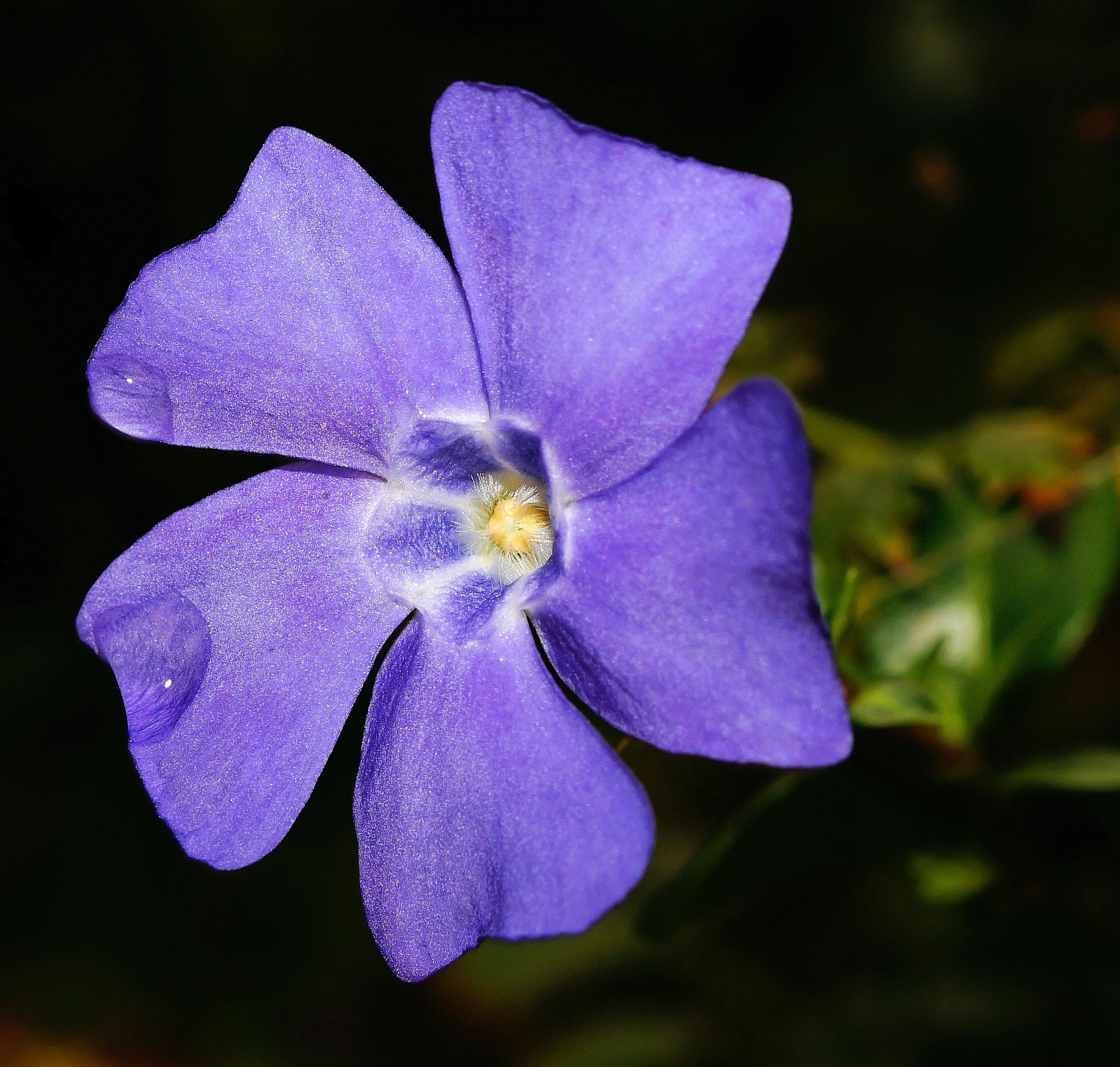 purple petal flower shallow focus
