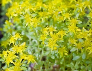 green leafed yellow flowers thumbnail