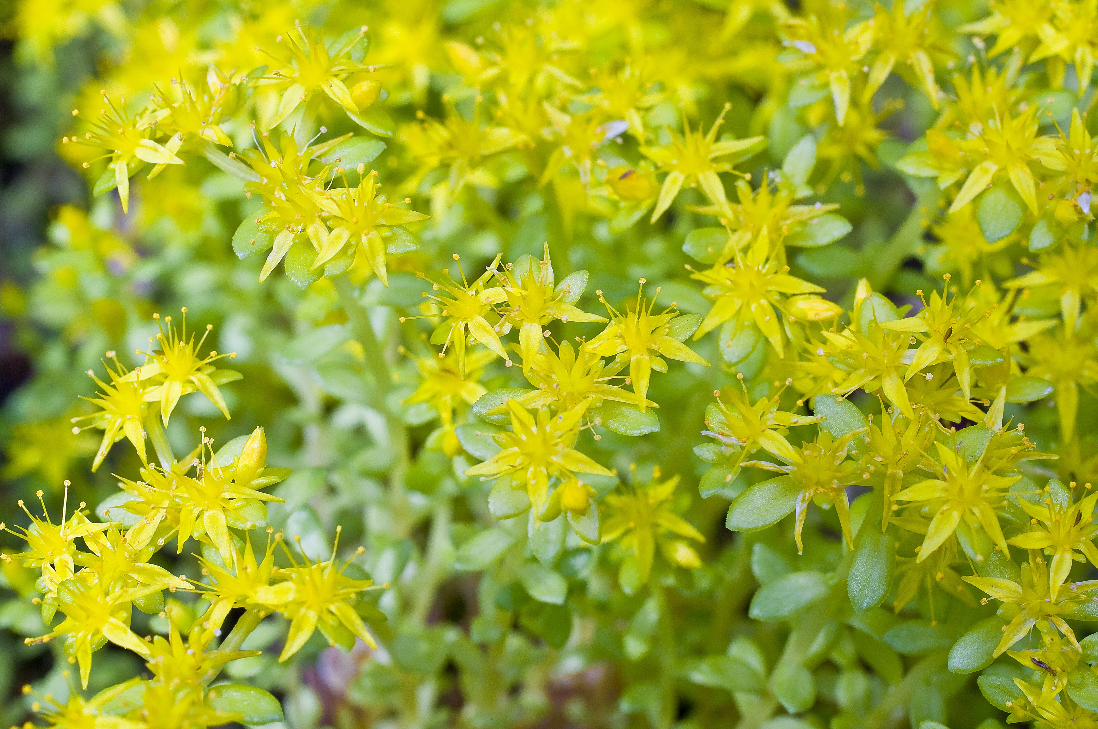 green leafed yellow flowers