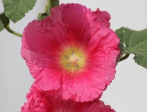 Stock Rose, Baby Rose, Alcea Rosea, flower, freshness thumbnail