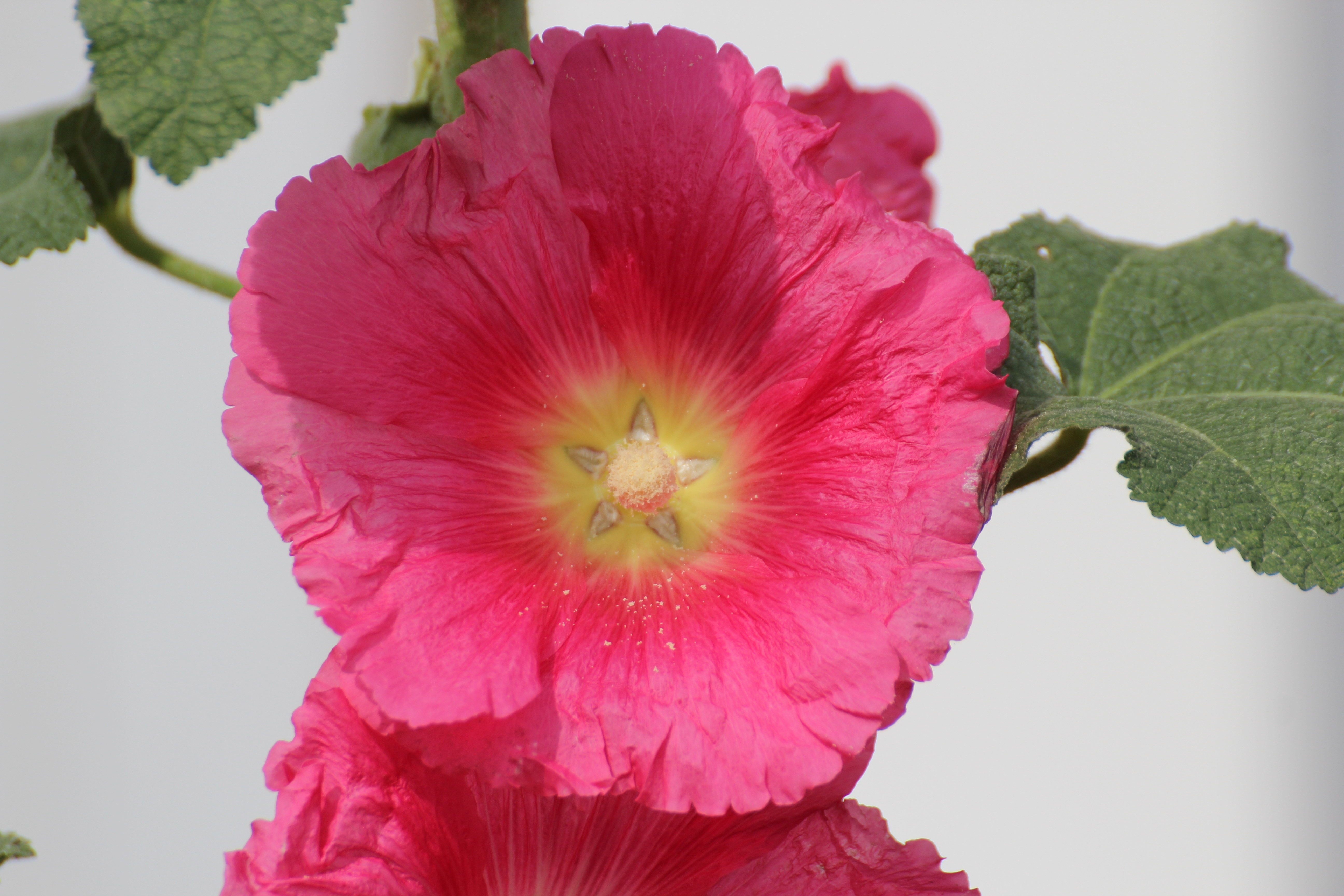 Stock Rose, Baby Rose, Alcea Rosea, flower, freshness