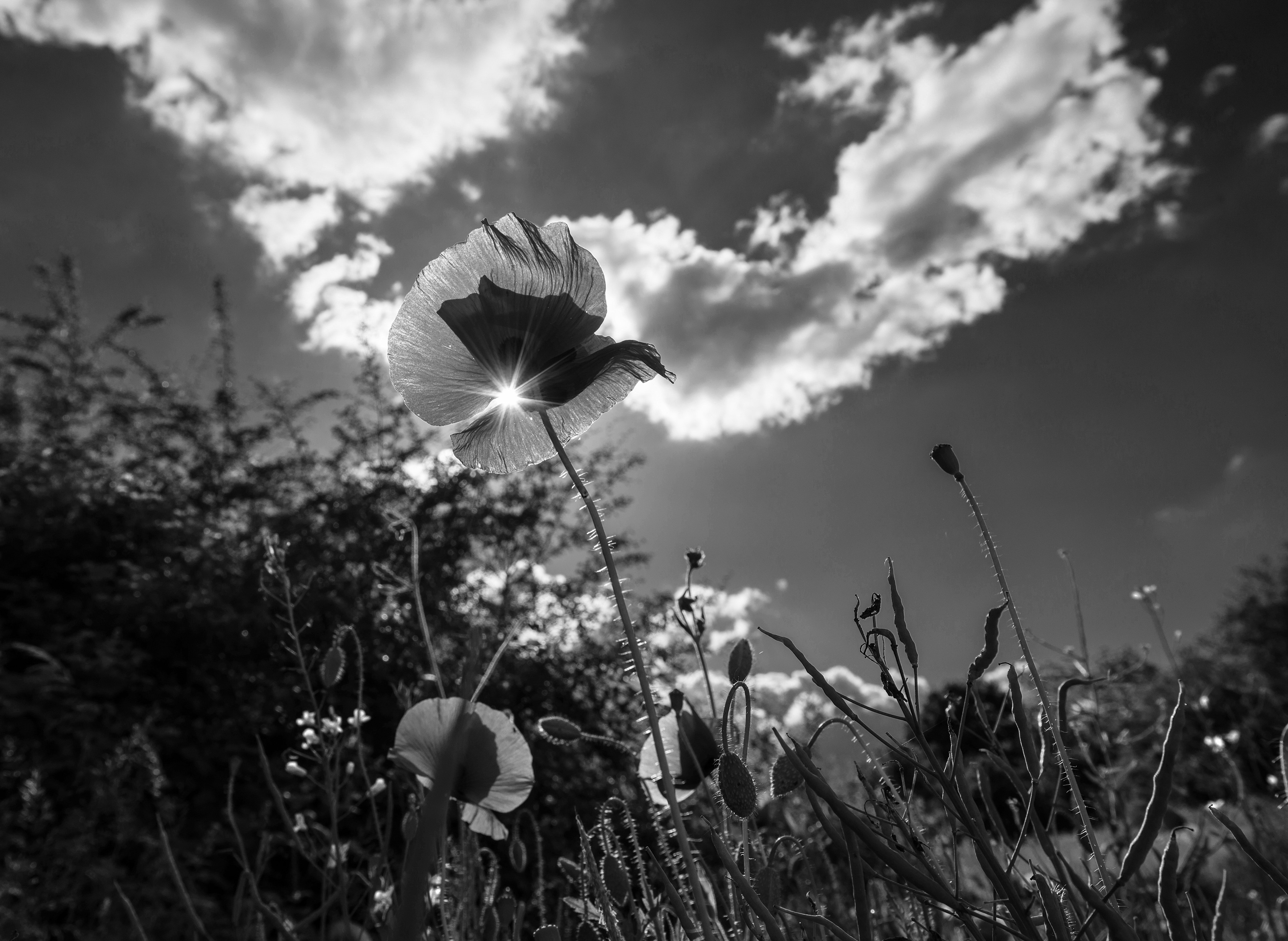 flower and plants grayscale photo free image | Peakpx