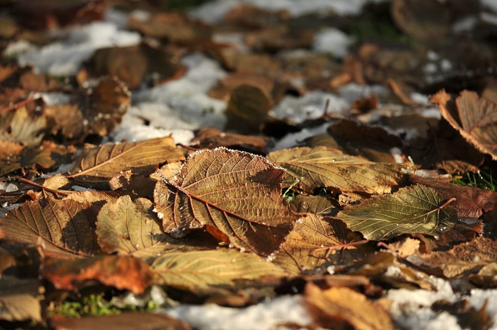 dried leaves clutter preview