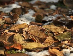 dried leaves clutter thumbnail