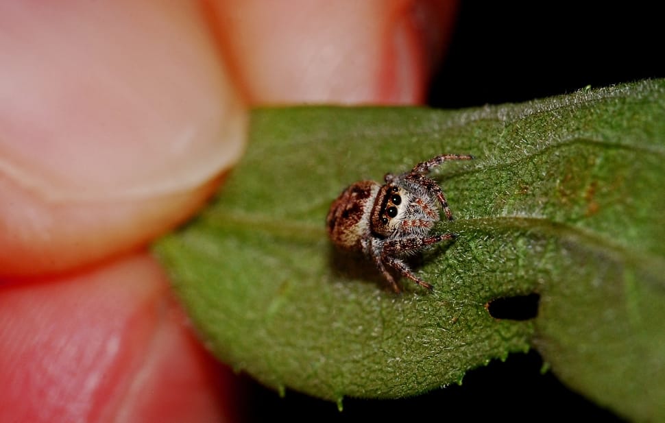 brown jumping spider preview