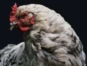 close up photo of white hen thumbnail