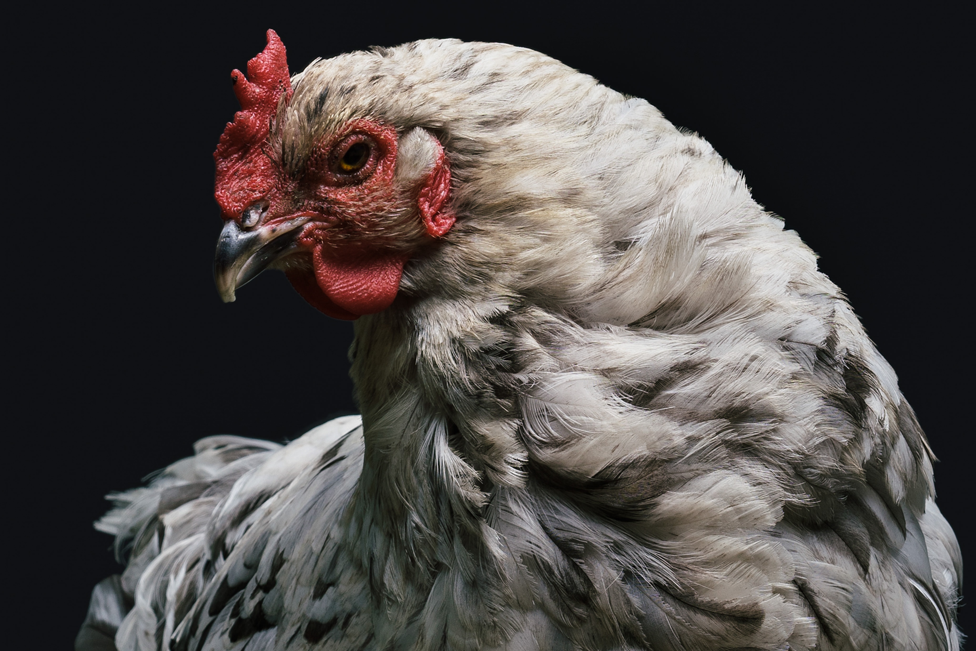 close up photo of white hen