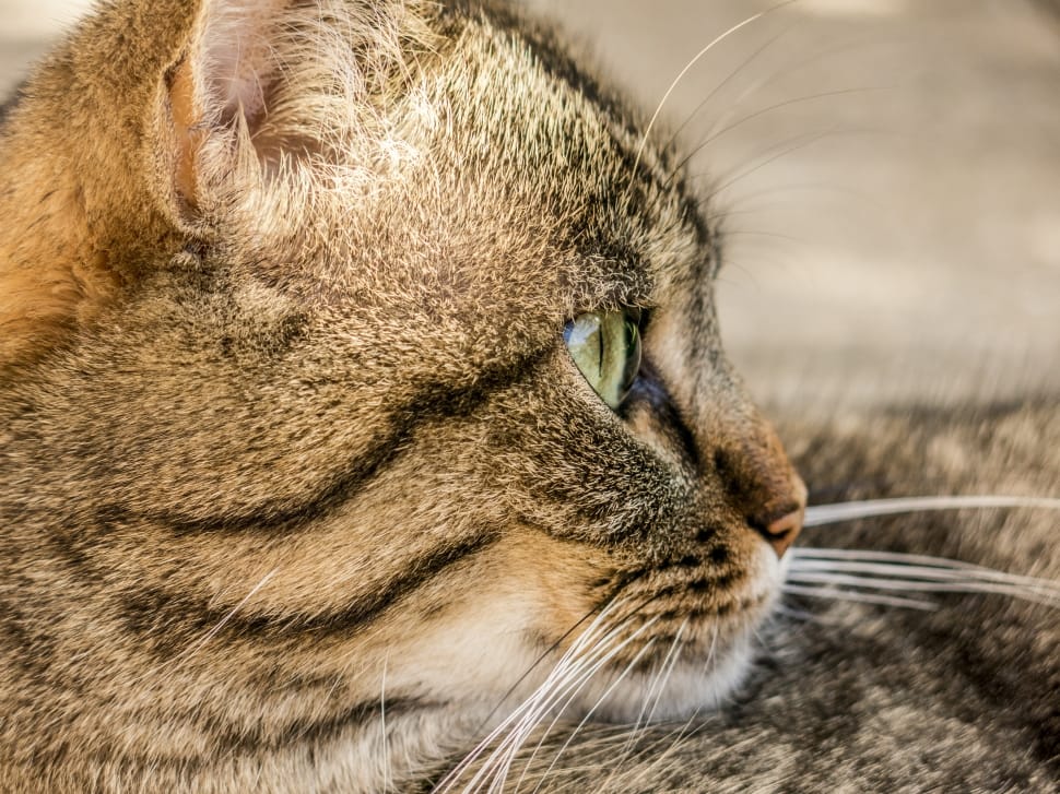 brown tabby cat preview