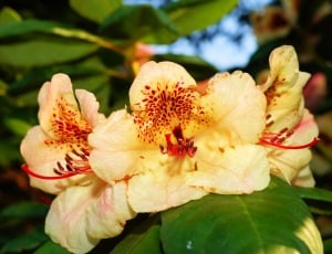 Tender, Rhododendrons, Bush, Flowers, flower, growth thumbnail
