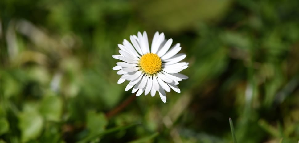 white daisy flower preview