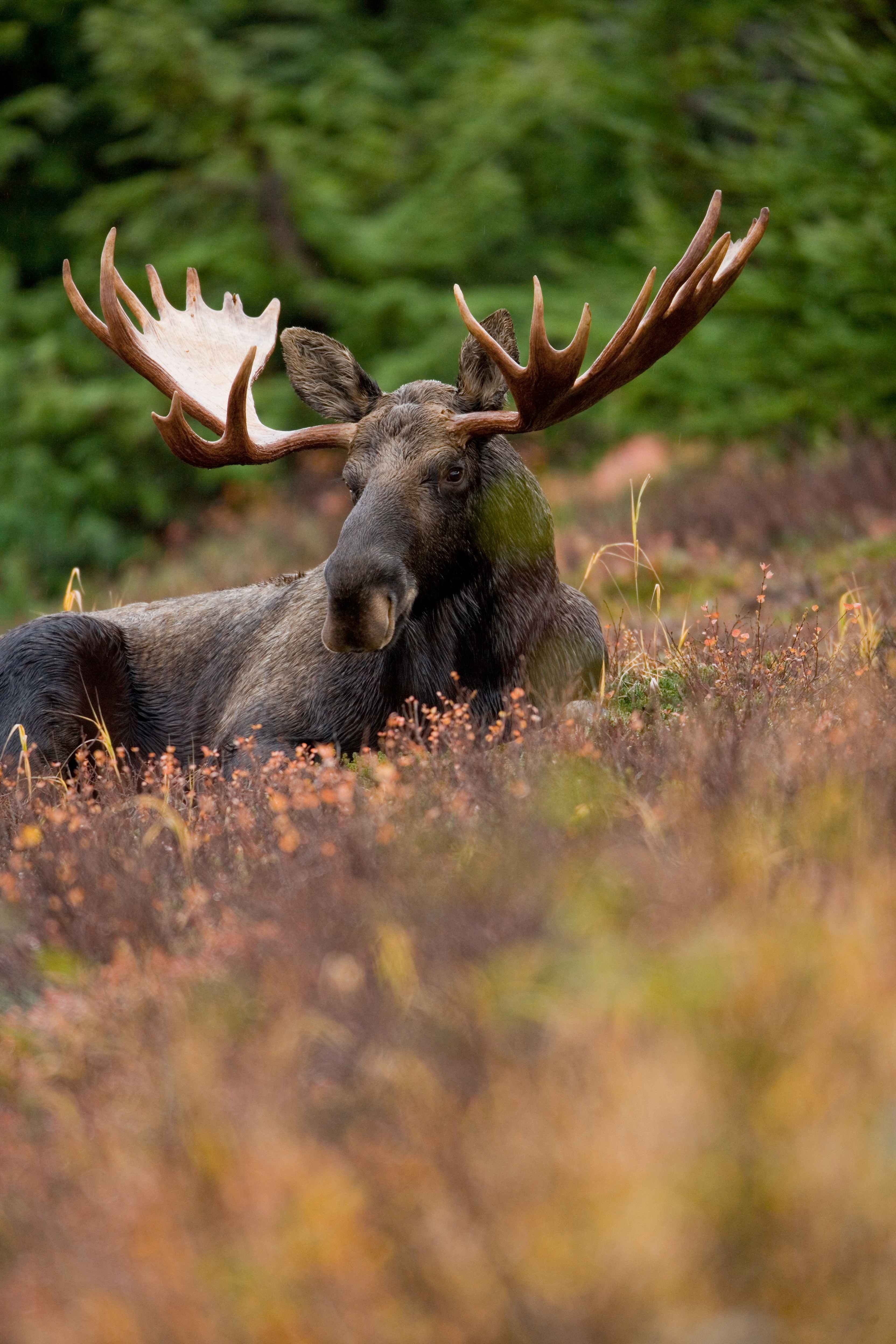 Field, Frontal, Animal, Resting, Male, animals in the wild, antler