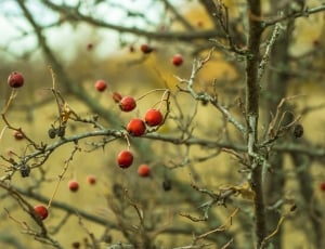 shallow focus photography of red round fruits thumbnail