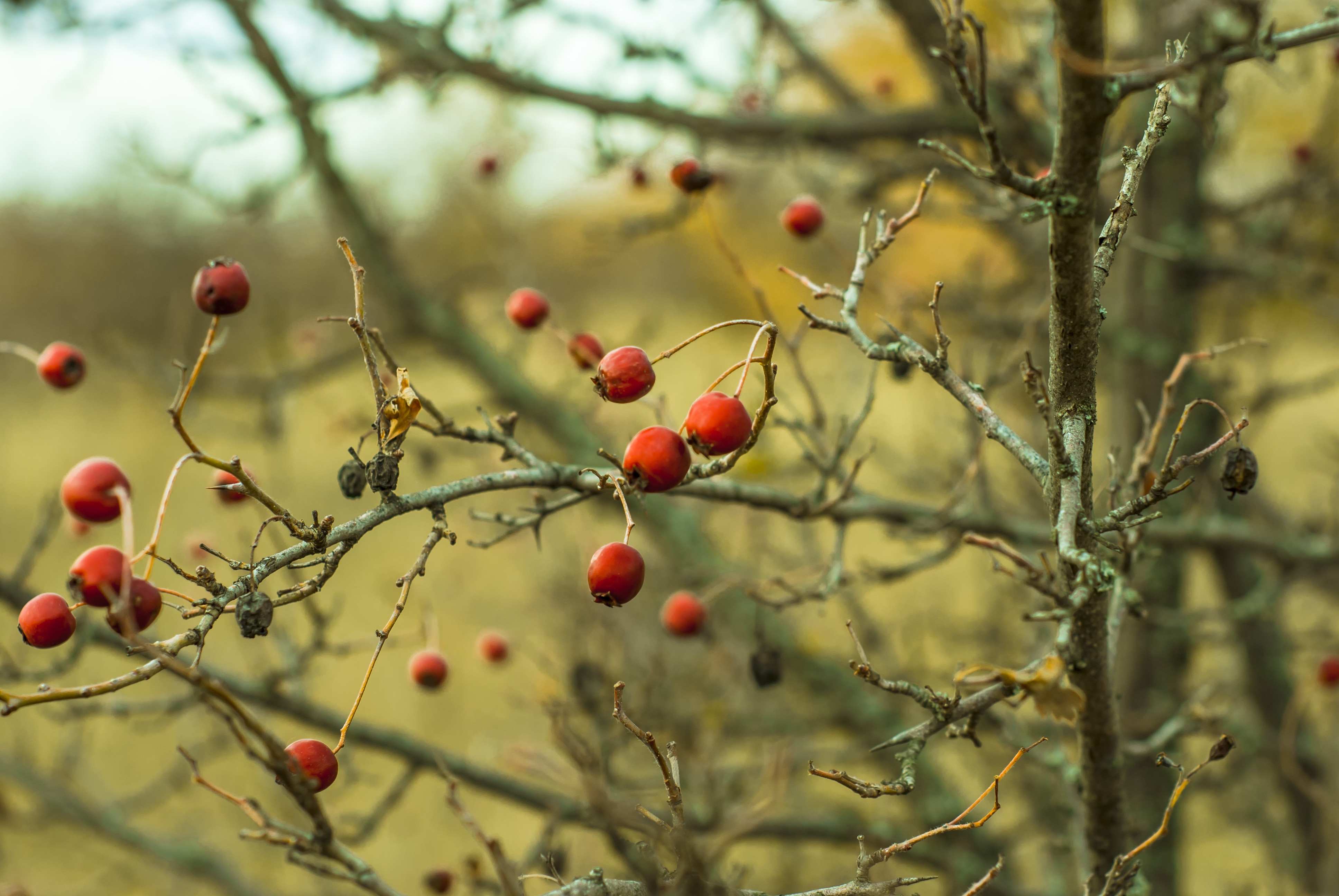 shallow focus photography of red round fruits