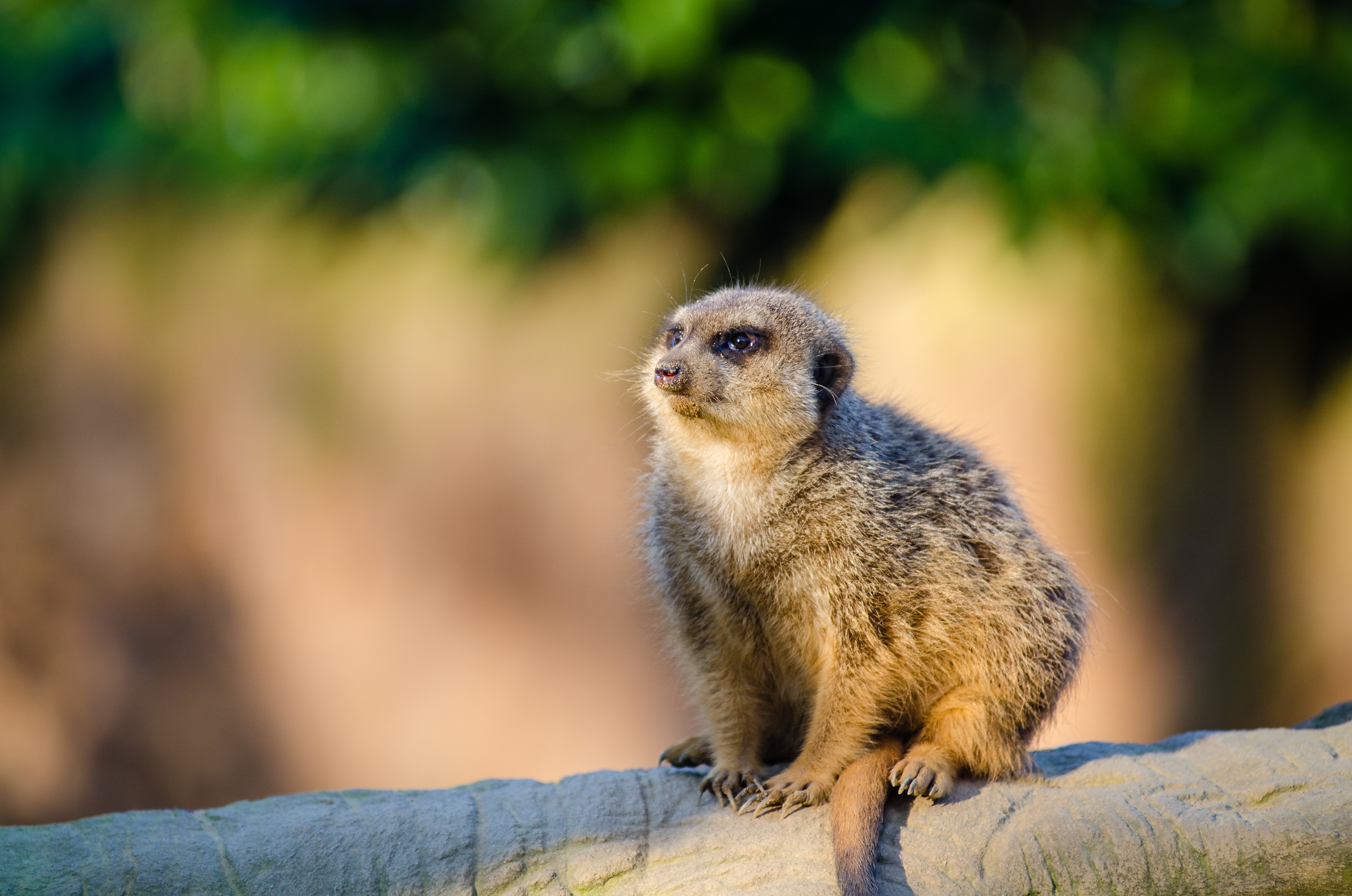 meerkat photograph