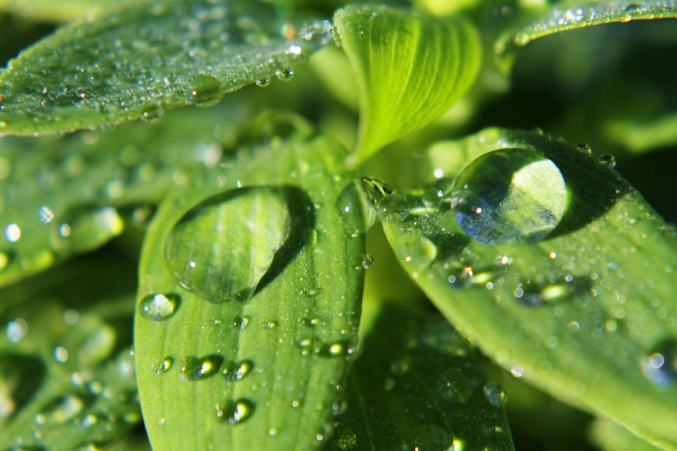 close up photo of green leaf plant with water drops preview
