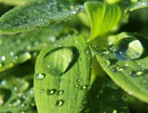 close up photo of green leaf plant with water drops thumbnail