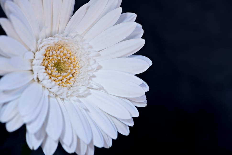 white flower preview