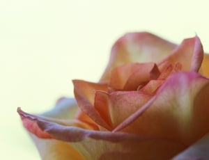 Rose, Rose Flower, Nature, Flower, Plant, flower, petal thumbnail