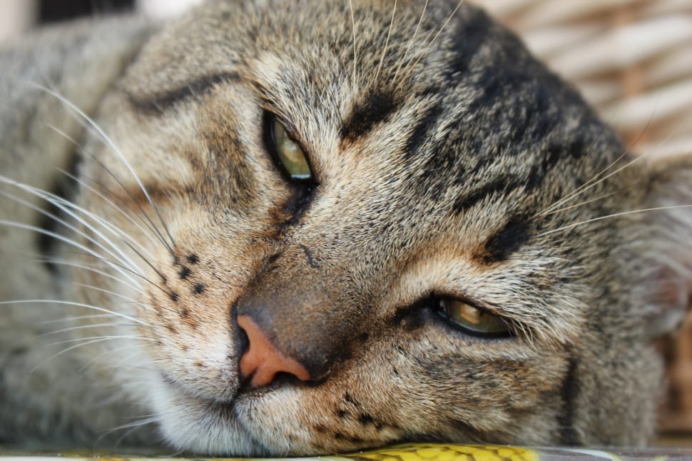 Cat, Face, Animal, Tired, Rest, Pet, one animal, domestic cat preview