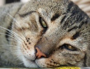 Cat, Face, Animal, Tired, Rest, Pet, one animal, domestic cat thumbnail
